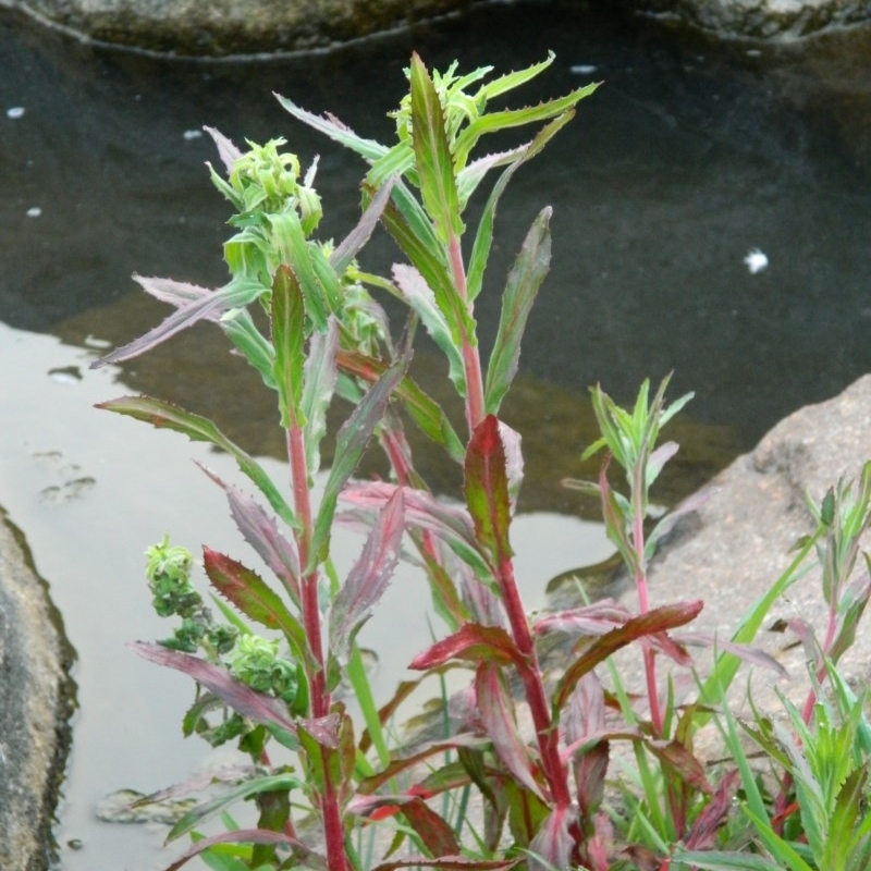 Epilobium ciliatum