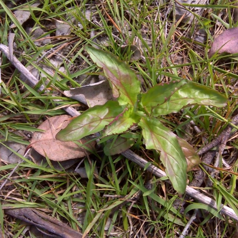 Epilobium ciliatum