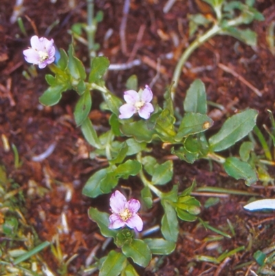 Epilobium curtisiae