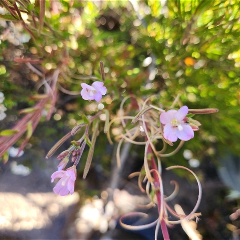 Epilobium gunnianum