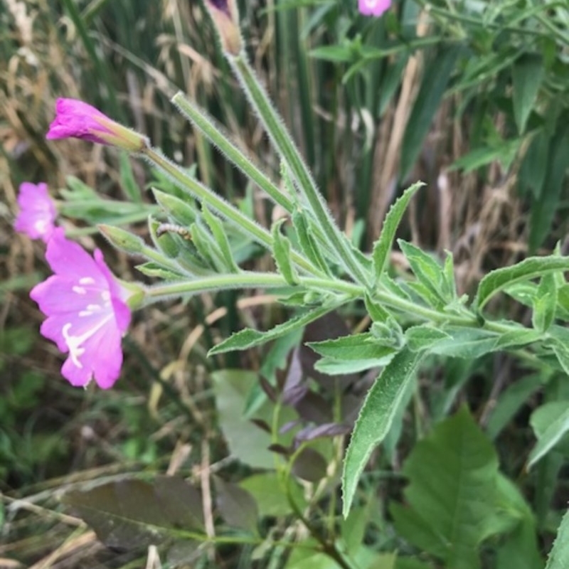 Epilobium hirsutum