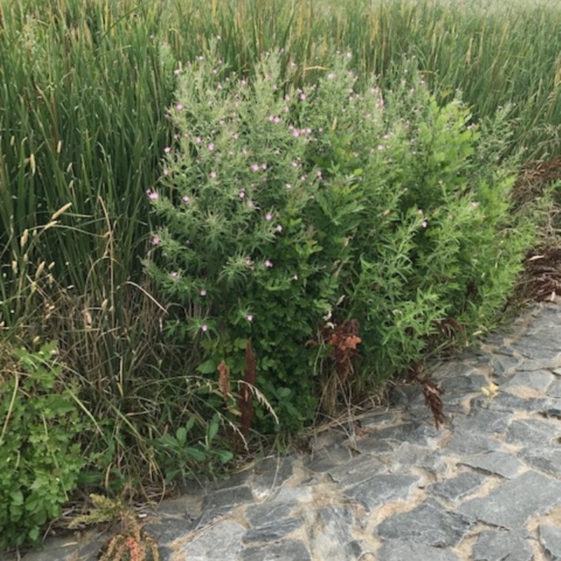 Epilobium hirsutum