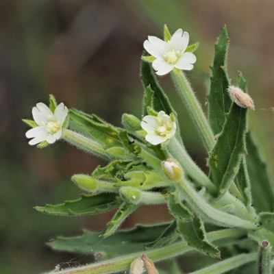 Epilobium hirtigerum