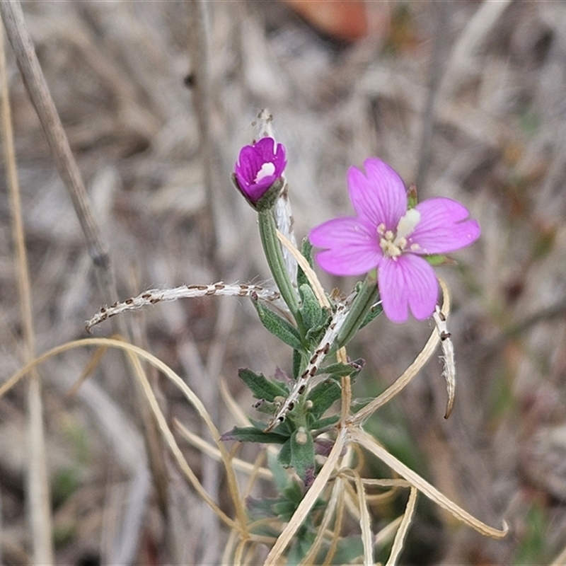 Epilobium hirtigerum