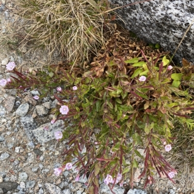 Epilobium sarmentaceum