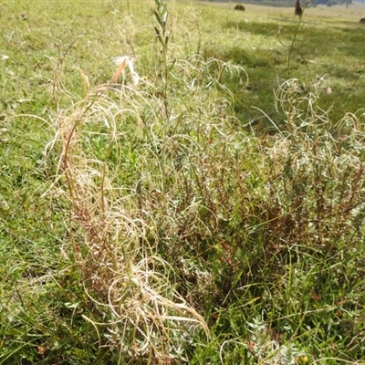 Epilobium sp.