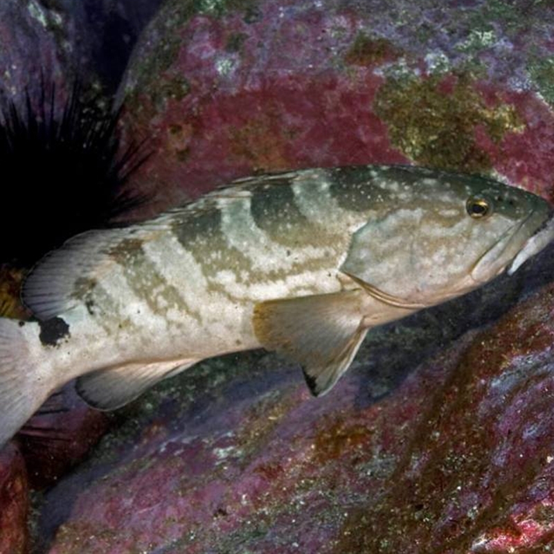 Epinephelus daemelii