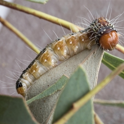 Epipaschiinae immature unidentifiedspecies