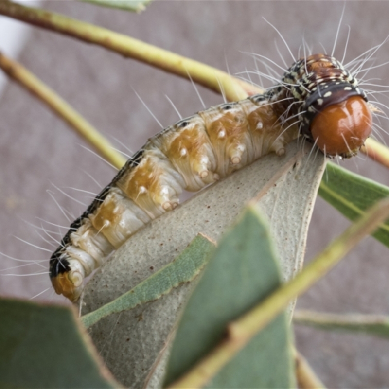 Epipaschiinae immature unidentifiedspecies