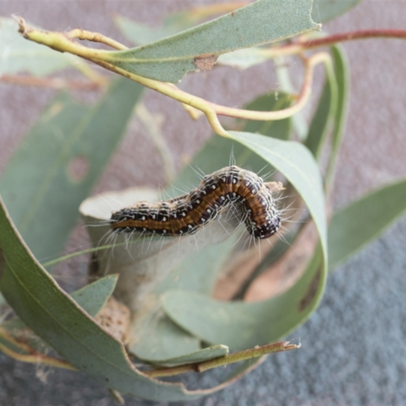 Epipaschiinae immature unidentifiedspecies