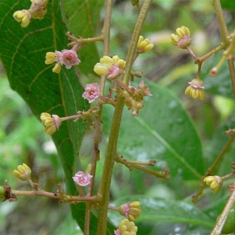 Alectryon subcinereus