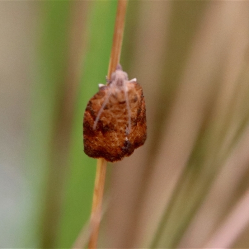 Epiphyas xylodes