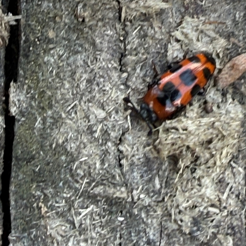 Episcaphula australis