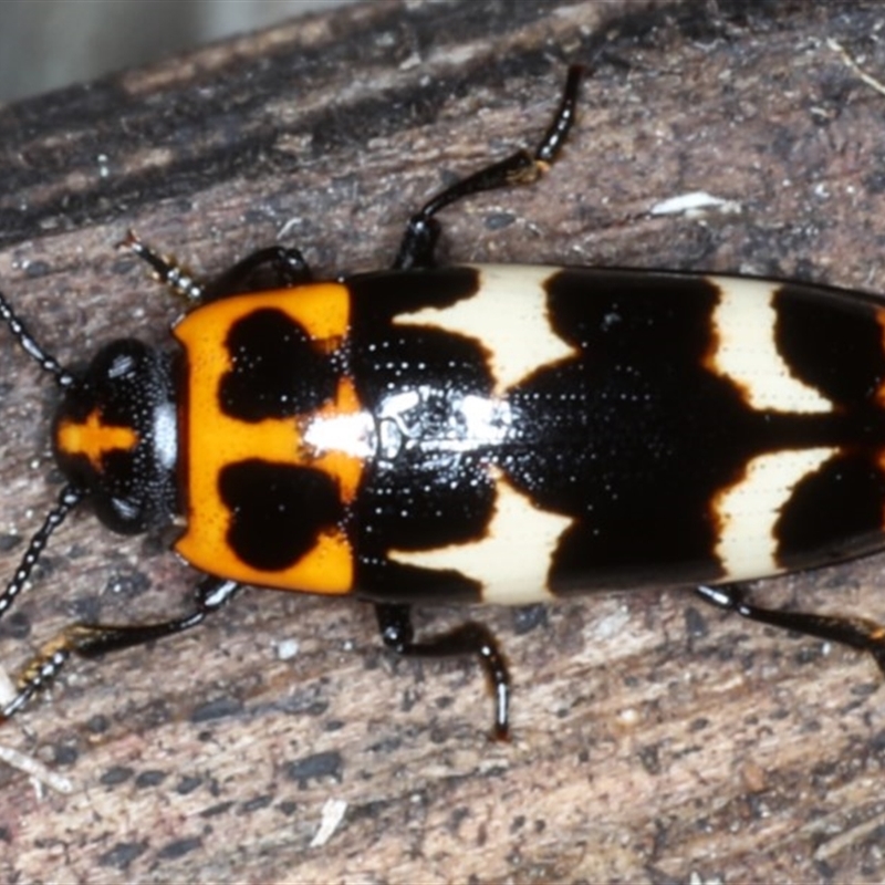 Episcaphula pictipennis