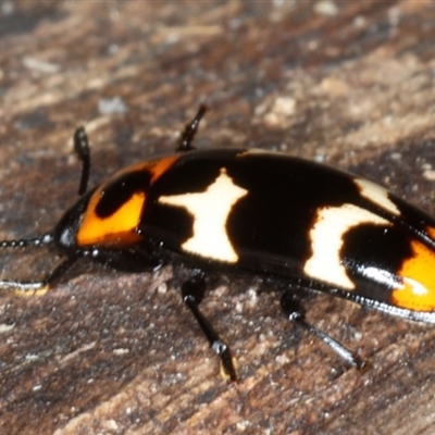 Episcaphula pictipennis