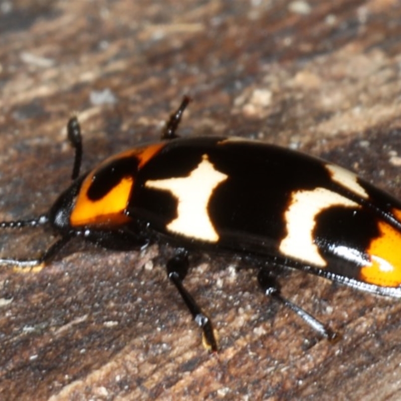 Episcaphula pictipennis