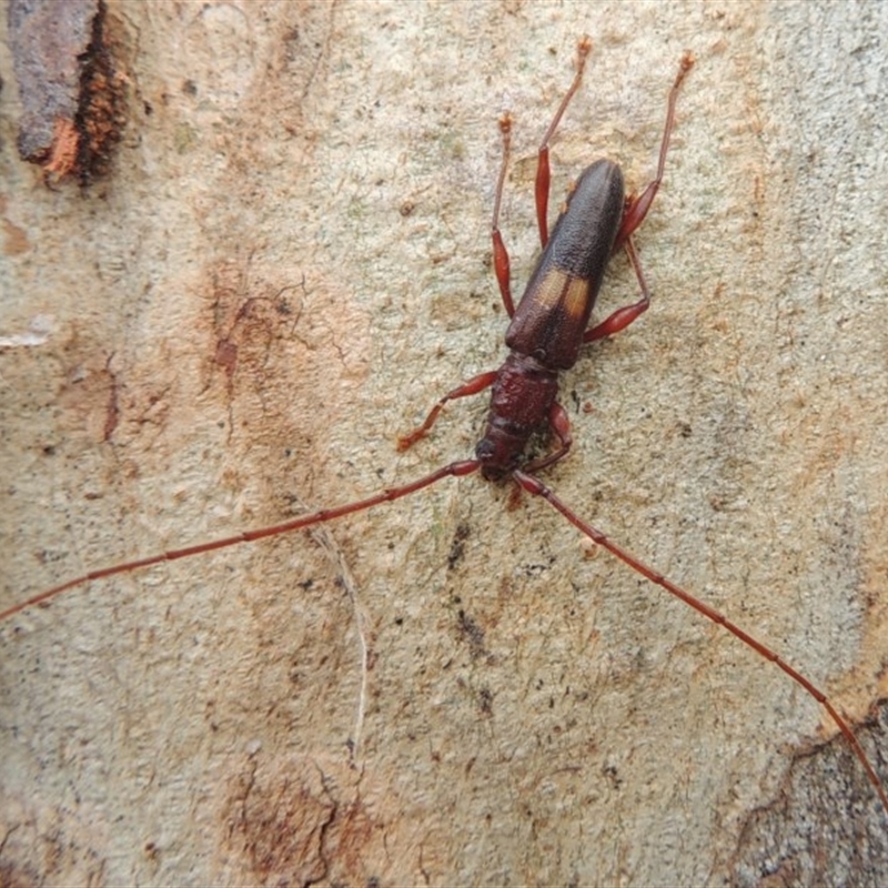 Epithora dorsalis