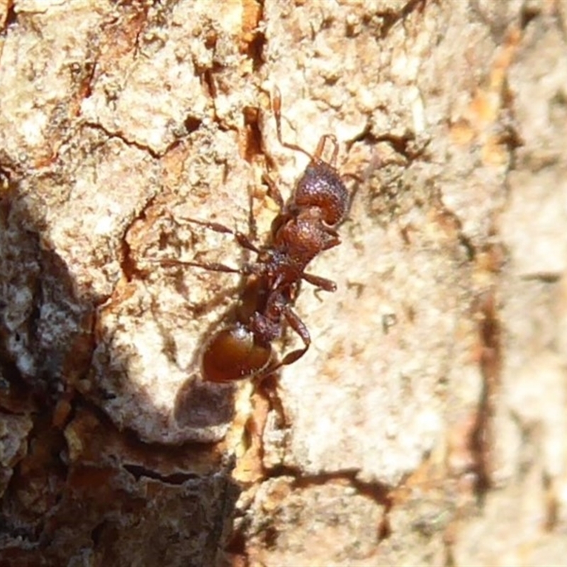 Epopostruma sp. (genus)