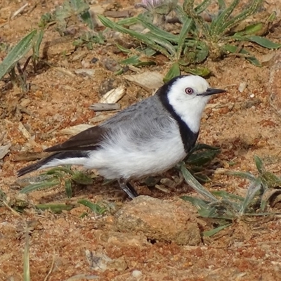 Epthianura albifrons