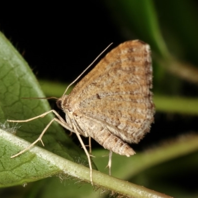 Epyaxa (genus)