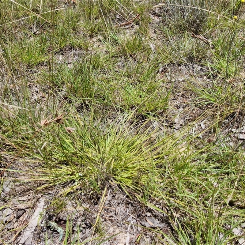 Eragrostis brownii