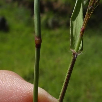 Eragrostis cilianensis