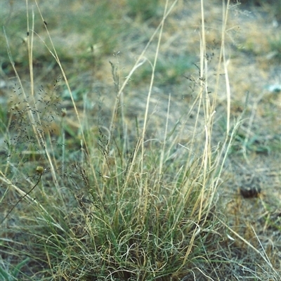 Eragrostis curvula