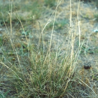 Close up of single plant
