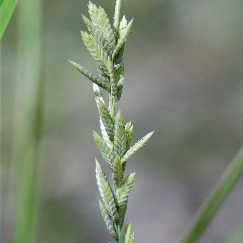 Eragrostis elongata