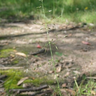 Eragrostis leptostachya