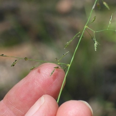 Eragrostis leptostachya