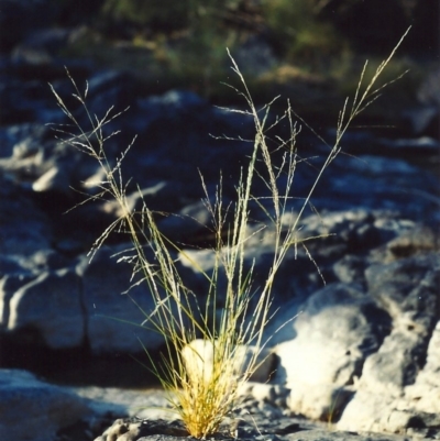 Eragrostis parviflora