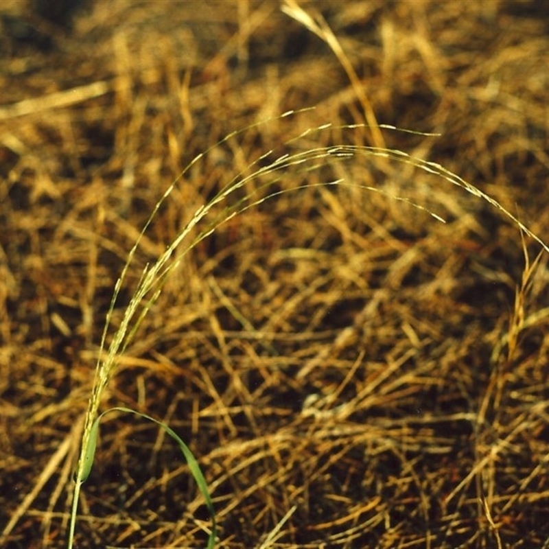 Eragrostis parviflora