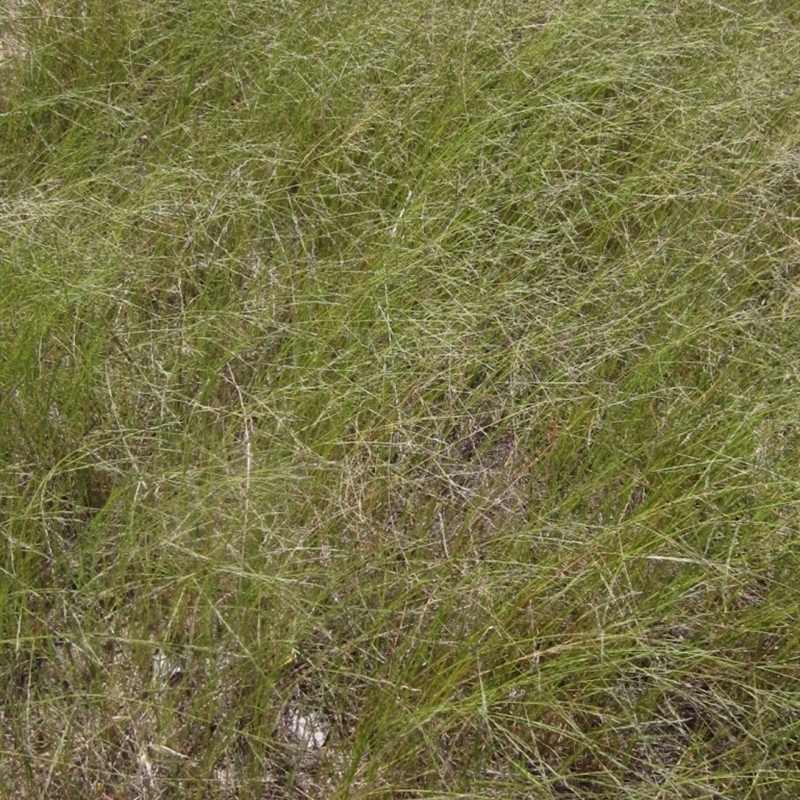 Eragrostis parviflora