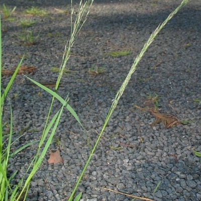 Eragrostis pilosa