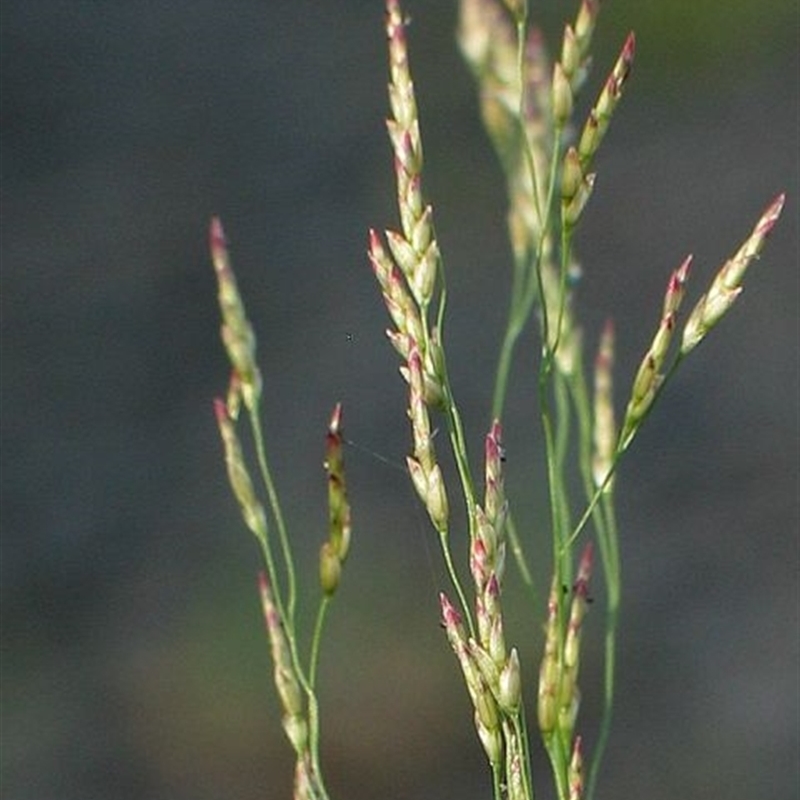 Eragrostis pilosa