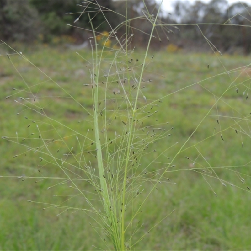 Eragrostis trachycarpa