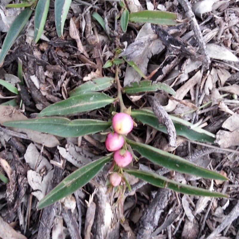 Eremophila debilis