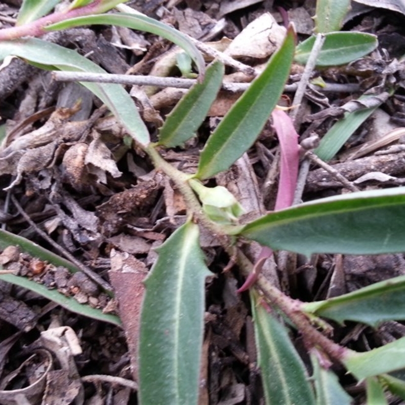 Eremophila debilis