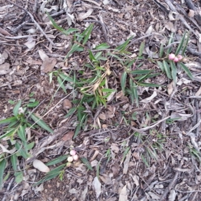 Eremophila debilis