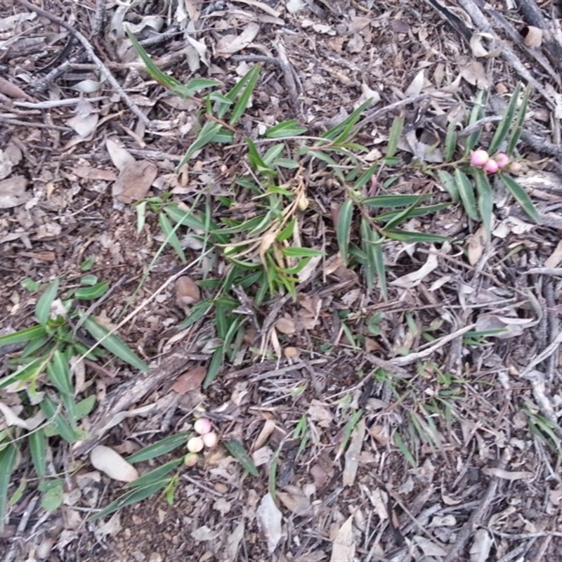 Eremophila debilis