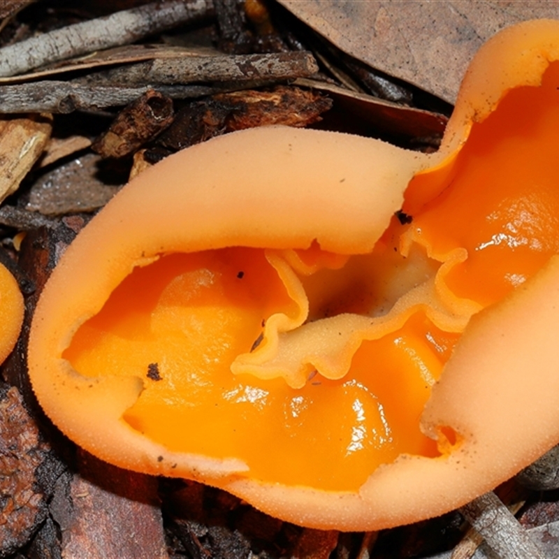 Aleuria sp. (genus)