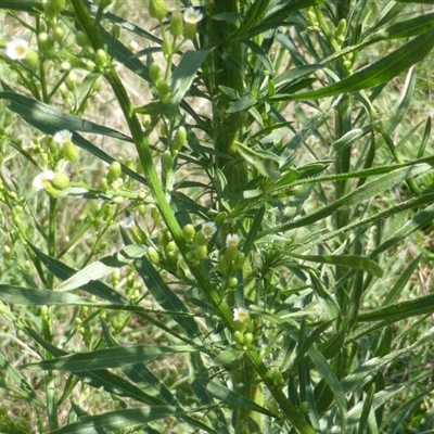 Erigeron canadensis