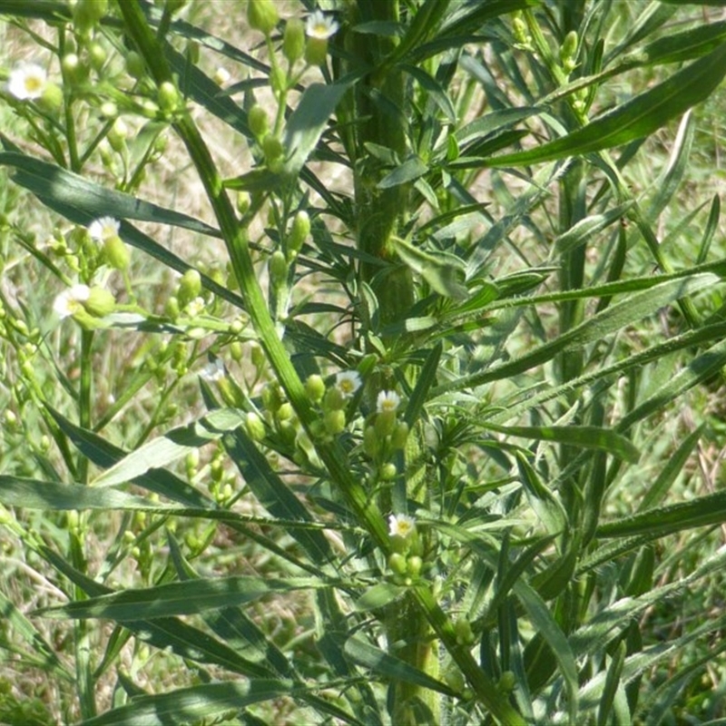 Erigeron canadensis