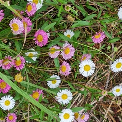 Erigeron karvinskianus