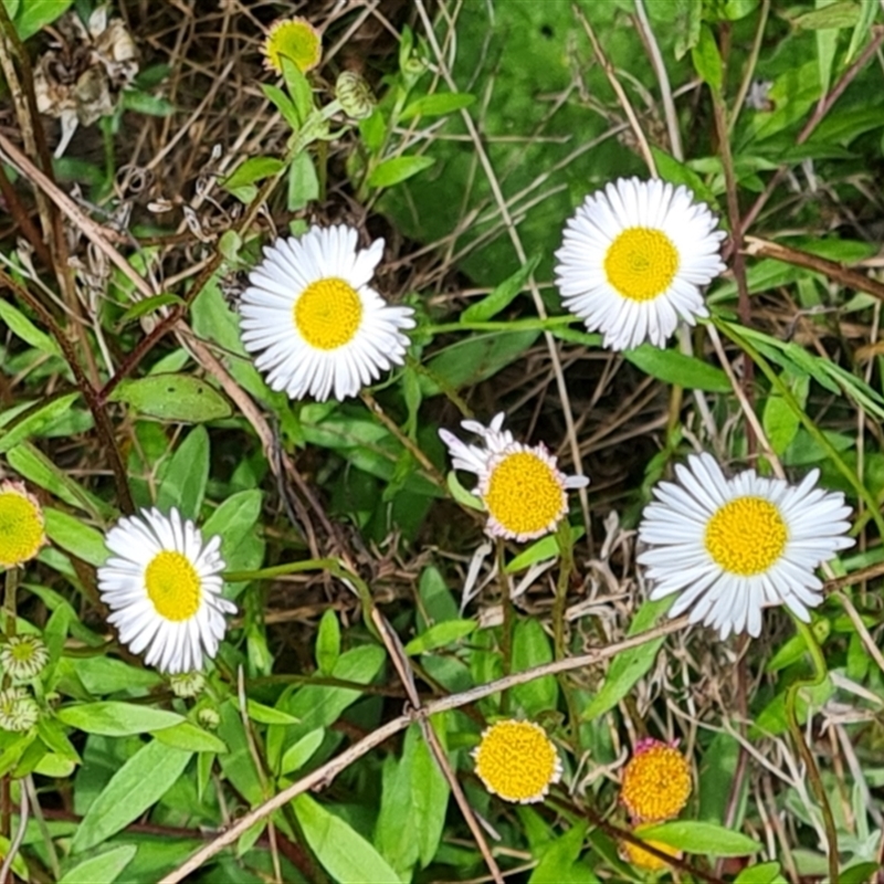 Erigeron karvinskianus