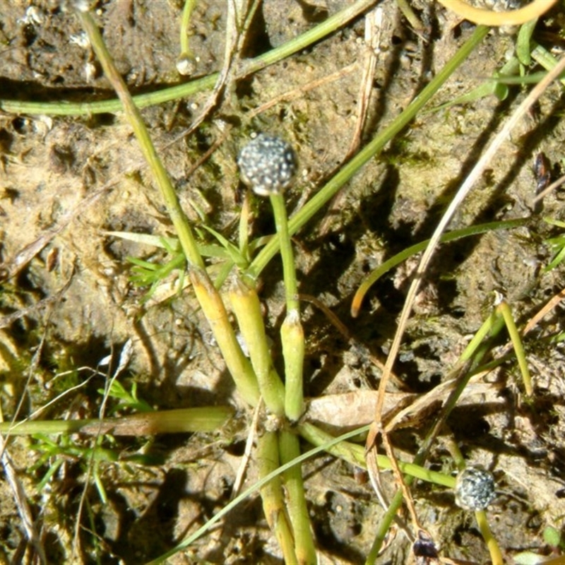 Eriocaulon scariosum