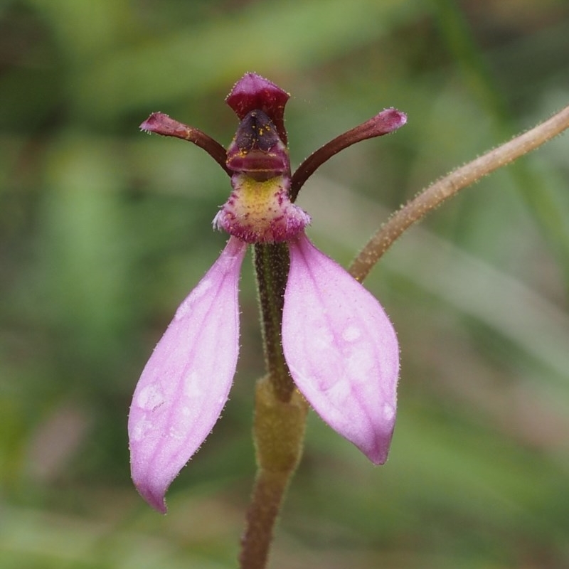 Eriochilus magenteus