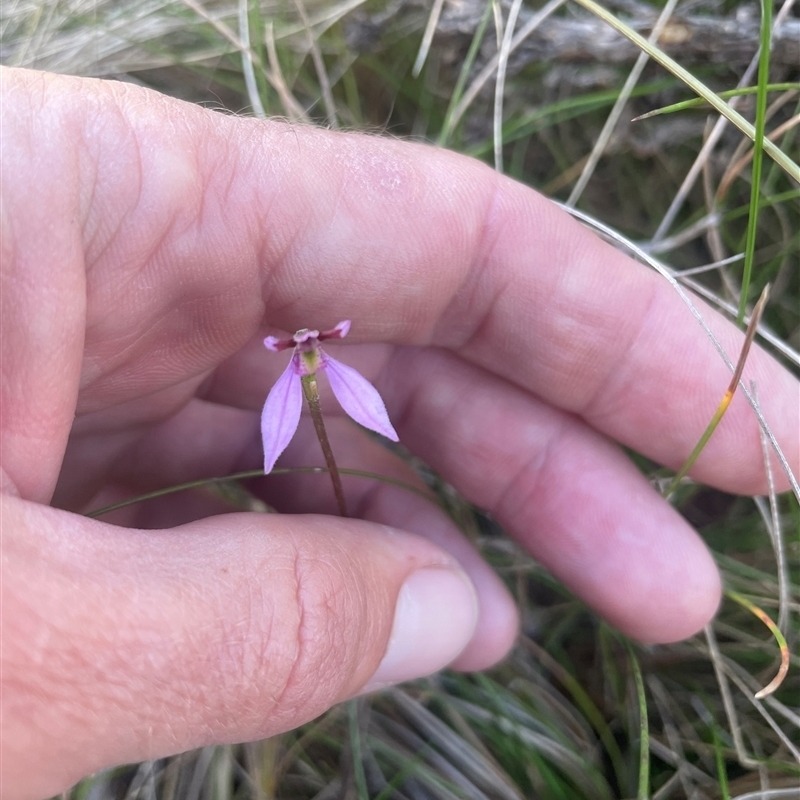 Eriochilus magenteus