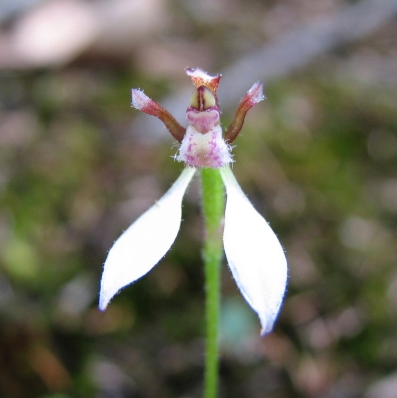 Eriochilus petricola